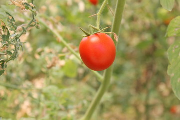 branch of red tomatoes,organic food 