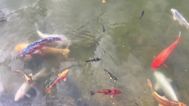 Kois im Teich, Koi, Fisch