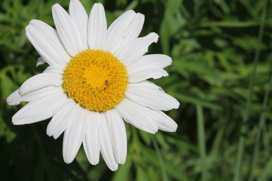 Daisy flowers in nature 