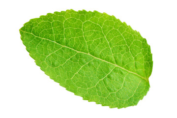 Obraz premium Blueberry leaf isolated