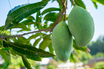 Green mango on tree. Selective focus