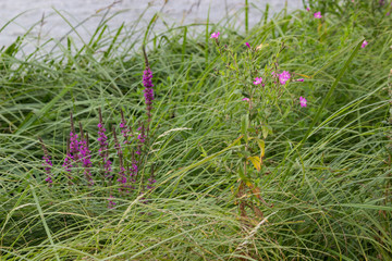 Herbs in green grass