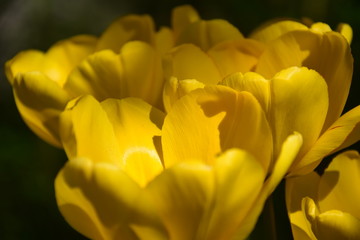 Yellow Tulips