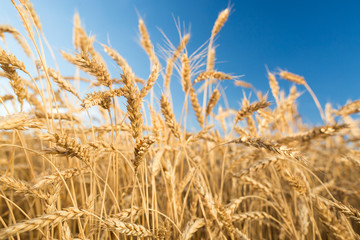 Gold Wheat Field. Beautiful Nature Sunset Landscape. Background of ripening ears of meadow wheat field. harvest, agriculture, agronomics, food, production, eco concept.