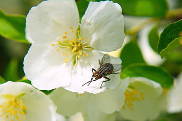 Flies on the jasmine.