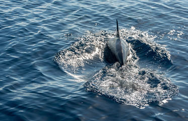 Dolphin swimming 