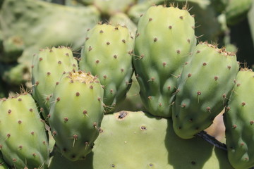 large cactus in nature ,flowers..