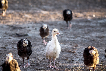 Small turkey birds in nature
