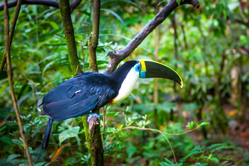 Toucan sitting on a tree. Birds of Ecuador. A bird with a large beak.