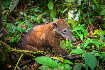 Ecuador Animals. Coati in the foliage. Nosuh.