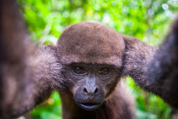Monkey looking into the camera. Monkey holding paws camera. Howler Monkey.