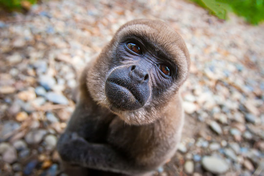Monkey looks into the camera bottom to the top.