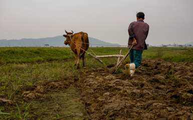 Farmer using buffalo plowing rice field,Asian man using the buffalo to plow for rice plant ,Countryside Thailand - obrazy, fototapety, plakaty
