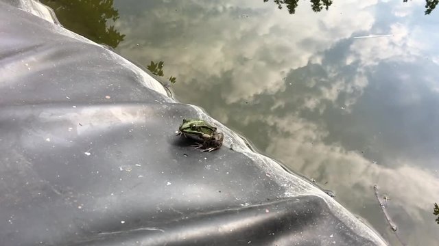 Teichfrosch sitzt am Teichrand