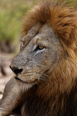 Male Lion Closeup