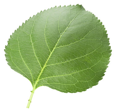 Apricot Leaf Isolated On A White Background