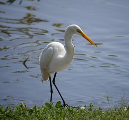 White egret standing side view pond scouting for fish