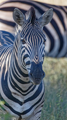 Obraz na płótnie Canvas Zebra Headshot