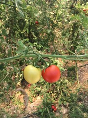 branch of red and green tomatoes,organic 