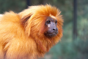Tamarin lion dor&eacute;