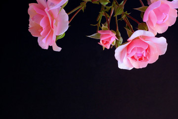 Pink roses - look from above, black background