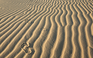 in the desert on the barkhan. Vietnam near Nha Trang