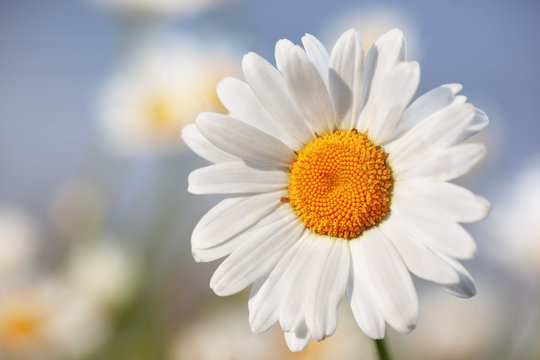 Chamomile among flowers