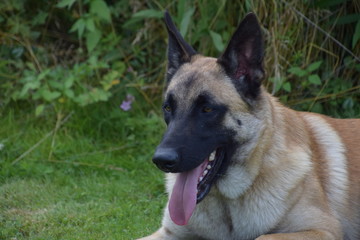Berger malinois