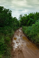 Mud, primer, puddle, clay, jungle