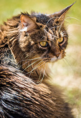 main coon