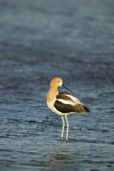 American Avocet (Recurvirostra americana) on a mud flat