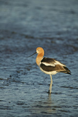 American Avocet (Recurvirostra americana) on a mud flat