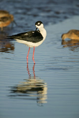 Black-necked Stilt (Himantopus mexicanus) in Palo Alto Bay Lands, San Francisco Bay, California