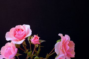 Roses isolated on a black background, copy space