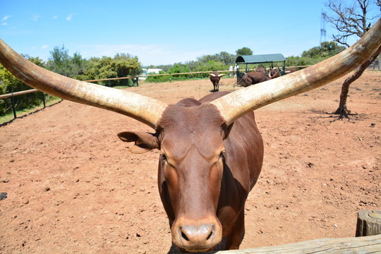 la barben
