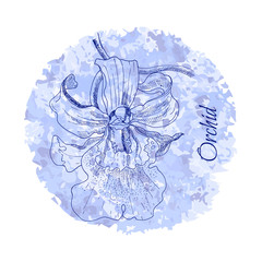 Orchid flower on a blue watercolor background. Sketch of the liner. Vector