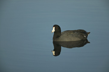 American Coot (Fulica americana), swimming