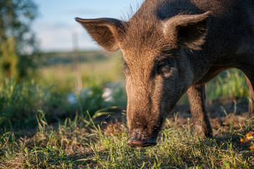 Wild boar closeup