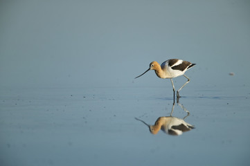 American Avocet (Recurvirostra americana) reflected on calm water