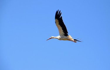 White stork bird flying free