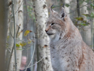 lynx