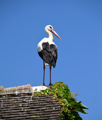 White stork bird standing on roof  top of a house © Adrienne