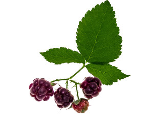 Blackberry on a white background