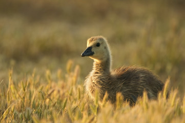 Canada geese (Branta canadensis)
