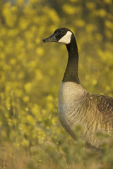 Canada geese (Branta canadensis)