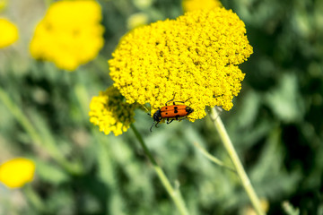 Plant tansy in nature