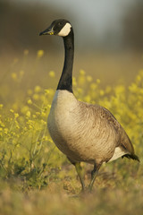 Canada geese (Branta canadensis)