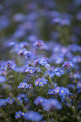 Beautiful image of forget-me-not Myosotis Scorpioides phlox flower in Spring overflowing from vintage planter box