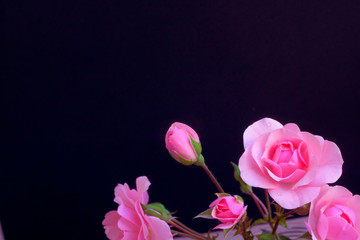 Pink roses and buds - black background