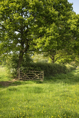 Beautiful English countryside landscape image of meadow in Spring sunshine